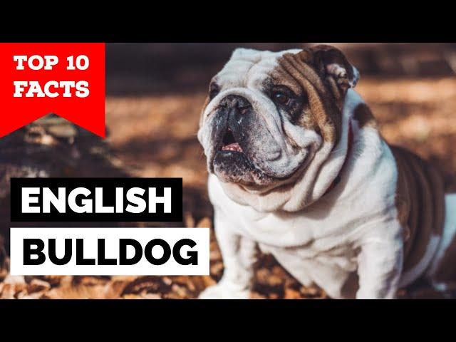 Bulldog - Top 10 Facts