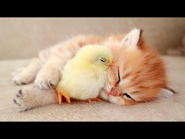 Kitten sleeps sweetly with the Chicken 