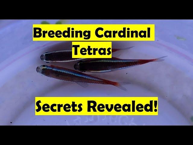 Breeding Cardinal Tetra Updates and Q/A!!!