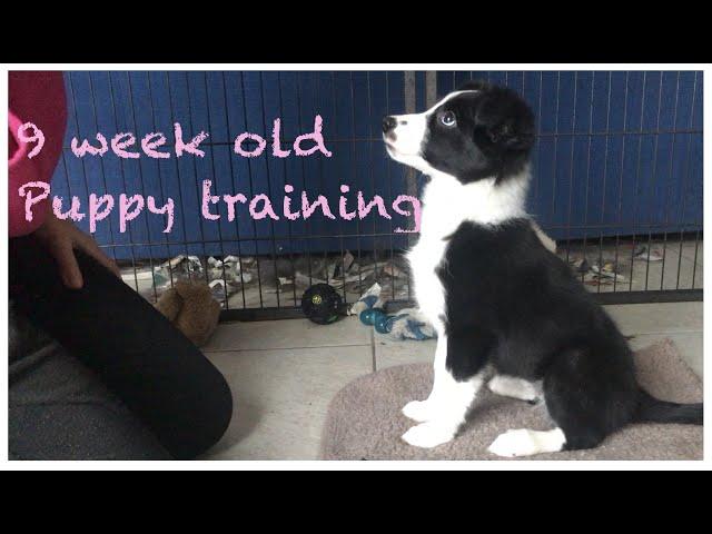 Training a 9 week old Border collie puppy basic obedience