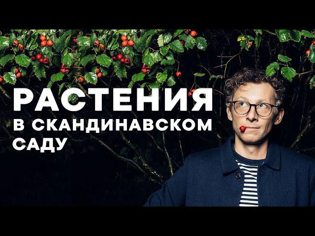 Обзор растений в Скандинавском саду от Петра Лари.