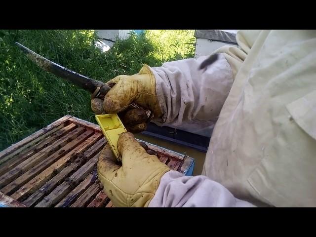 Пасека Лаврова. Контроль молодых маток на засев. Часть 2.