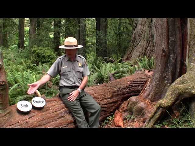 What Good is a Redwood?
