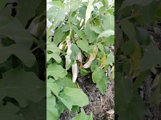 Наш урожайный огород в последний день лета