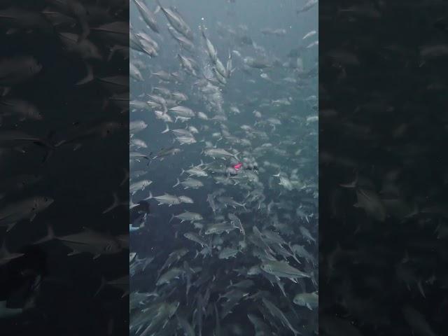 26 Dec #fish #nature #batfish #nature #oceanlife  #scubadiving #ocean  #water #sailrock #barracuda