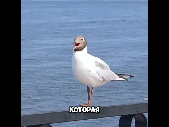 #девушка #красиваядевушка #чайки #набережная #нижнийновгород