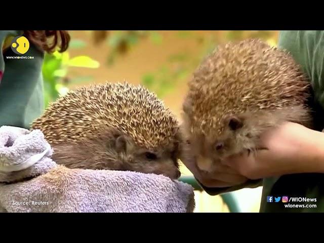 Overweight hedgehogs go on strict diet in Israeli wildlife hospital