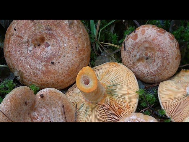 Lactarius deliciosus - Niscalos, Robellons, Saffron milk cap, Funghi rositi, Reizker Pilz  4k