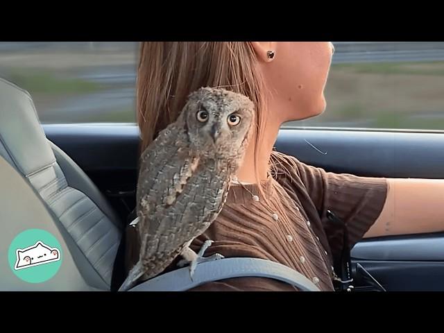 Girl Saves Tiny Owl After Hurricane. Now They Are A Flock | Cuddle Buddies