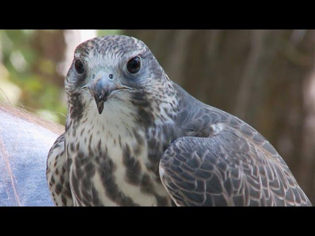 Carolina Impact, Season 7: Episode 7 - Carolina Raptor Center