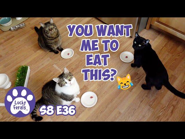 Playology Snake Toy, Sammy's Spider Babies - Lucky Ferals S8 E36 - Cat Vlog 11 Cats