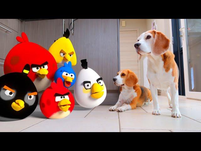 DOGS vs ANGRY BIRDS in REAL LIFE ANIMATION  : Funny Dogs Louie & Marie