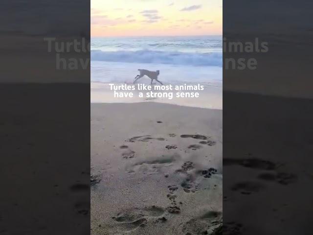 DO TURTLES TRY TO RETURN HOME?