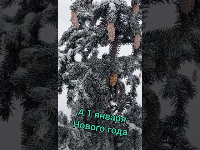 Новогодний симоронский ритуал на богатство. Ловите!