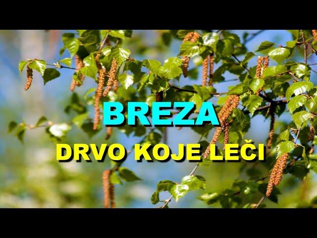 BREZA - DRVO KOJE LEČI