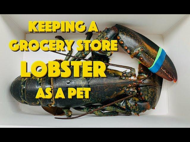 Keeping A Grocery Store Lobster As A Pet