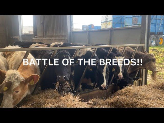 Battle of the Breeds!! The great store cattle debate!