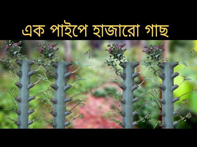 Vertical Tree Planting idea in Bangladesh
