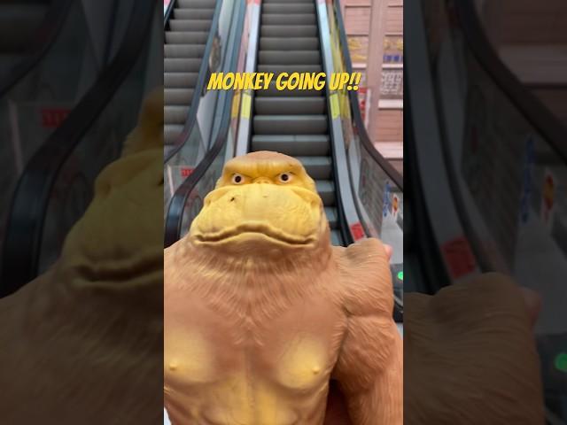 Monkey knows how to ride the escalator!!