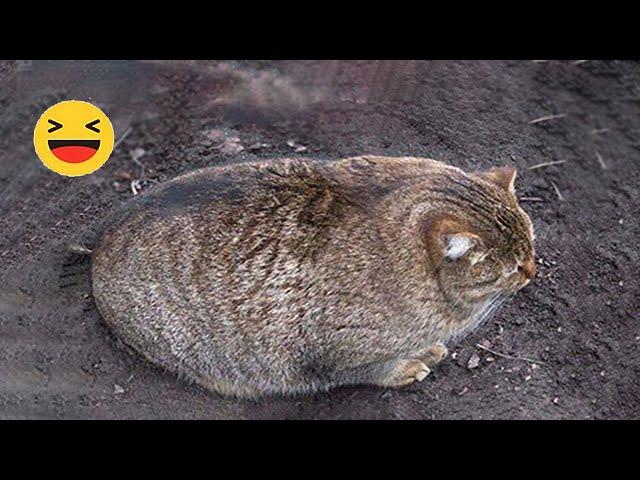 Funniest Cats  - Don't try to hold back Laughter  - Funny Cats Videos #7