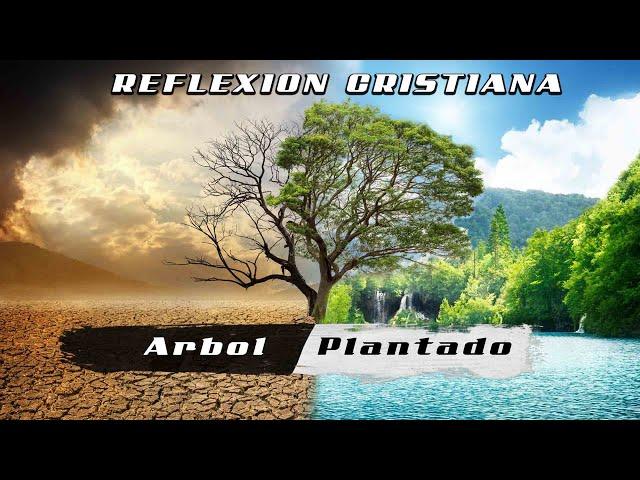 Arbol Plantado Reflexion Cristiana