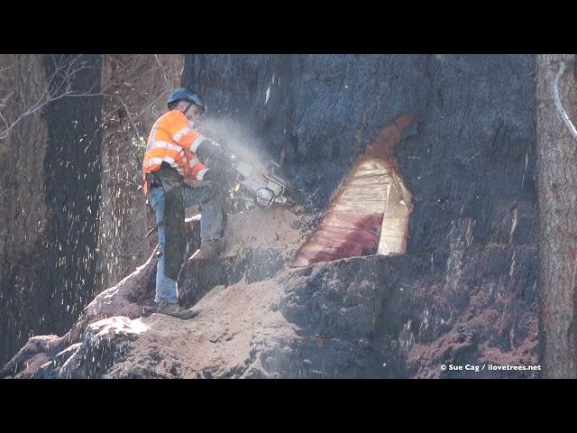 Giant Sequoia Cut Down - June 3rd, 2021