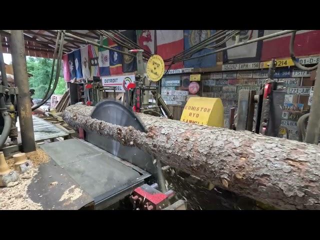 sawing four beautiful spruce logs # 579