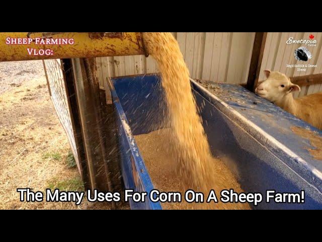 CORN: An Expensive Crop To Grow But Saves Money With It's Multitude Of Uses On Our SheepFarm!