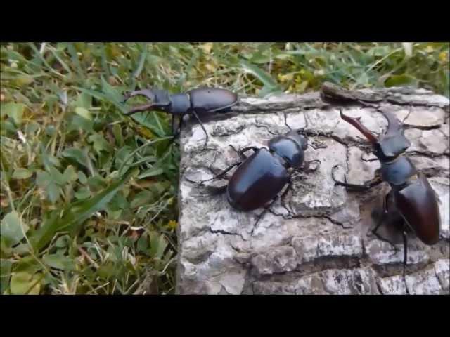 Le Lucane cerf-volant (Lucanus cervus) combats, par André Lequet (www.insectes-net.fr)