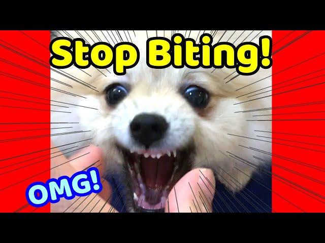 How to Train your Puppy to Stop Biting |How to Train a Dog NOT to BITE |Dog training 101 |Pomeranian