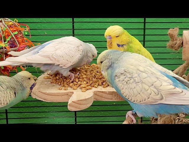 7 hours of relaxing budgie sounds