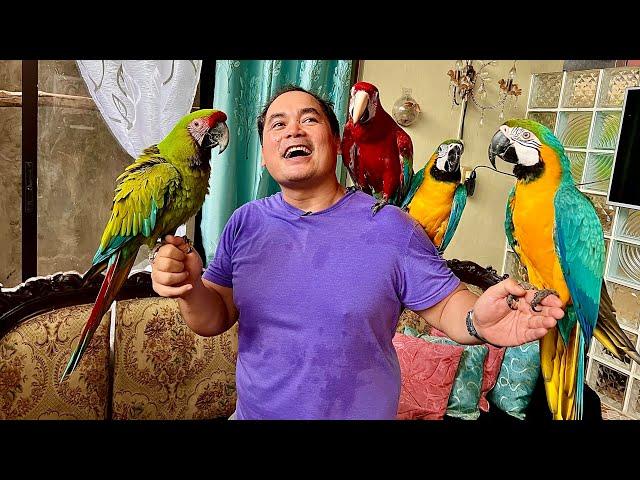 Pano Kumita ng Millions sa Parrot Breeding - One Bird = 1.1 Million!