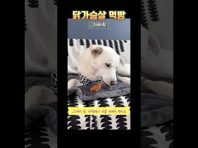 3배속 안하면 속터짐ㅋ 작은 간식도 꼭꼭 씹어먹는 시루 #강아지일상 #강아지브이로그 #강아지간식 #간식먹방 #반려견