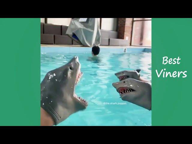 Shark Puppet Funny Instagram Videos - NEW Shark Puppet Vines - Best Viners 2020