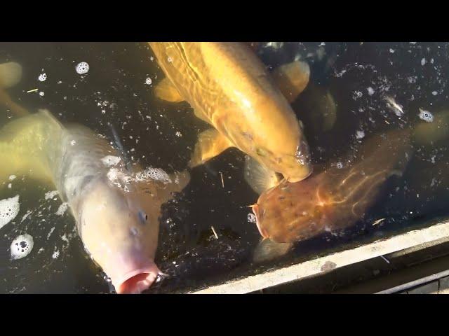 Dierentuin Artis Amsterdam (95):  Koi Karpers in de vijver bij de olifanten