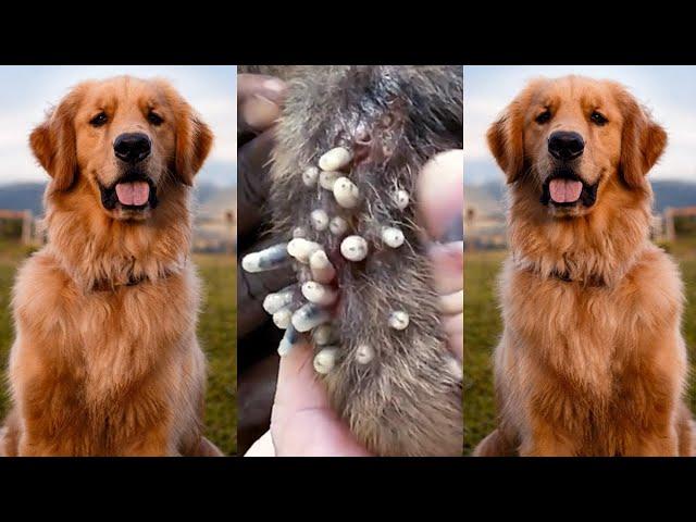 Removing mangoworm in dog | Mangoworms removal in dog #8