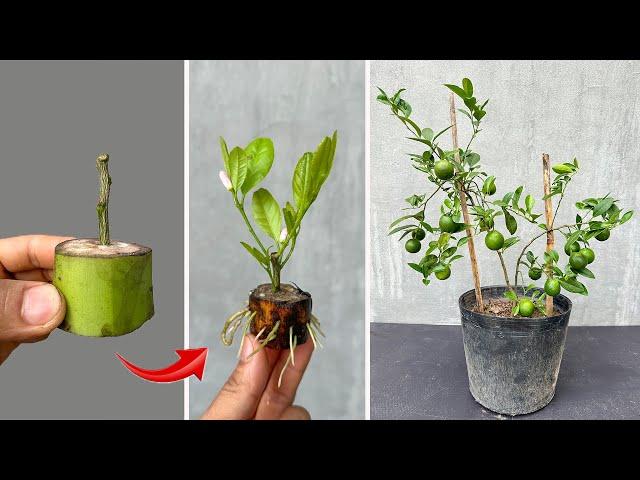 The technique of propagating lemon trees from branches is simple to quickly produce many fruits