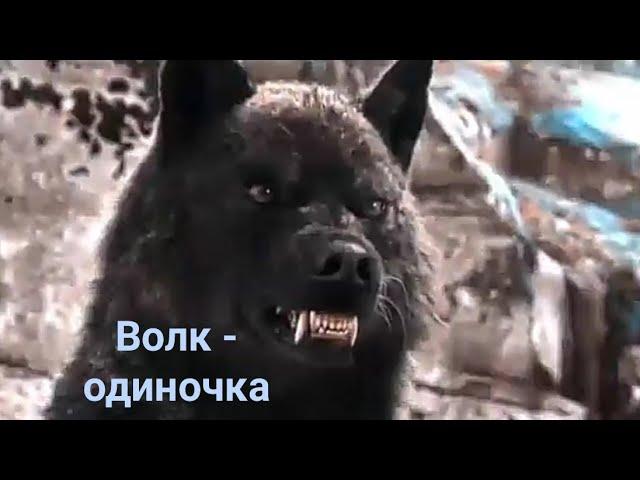 Волк - одиночка