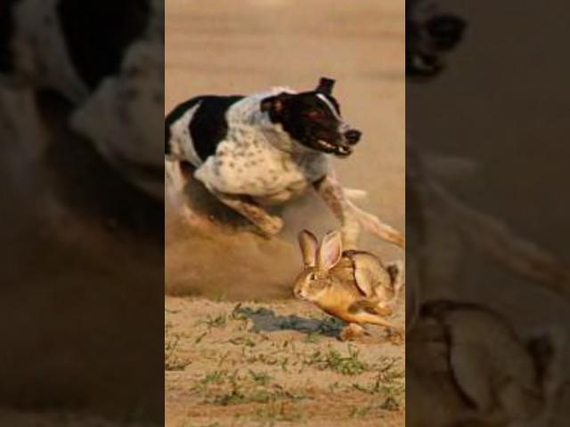 Super Speed Racing Dogs vs Wild Brown Hare Rabbit #tazidog