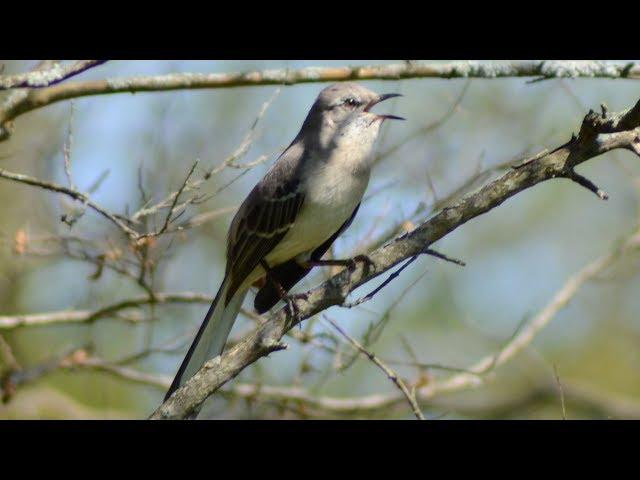 Mockingbird singing song / sounds