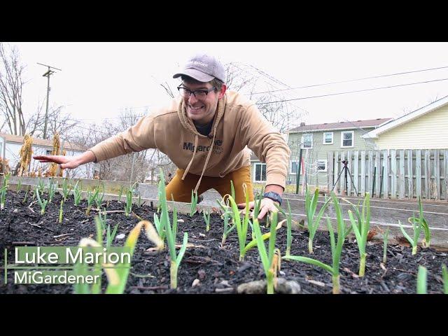 Don't PANIC If Your Garlic Is Growing Early - When to Worry + Ways to Save It