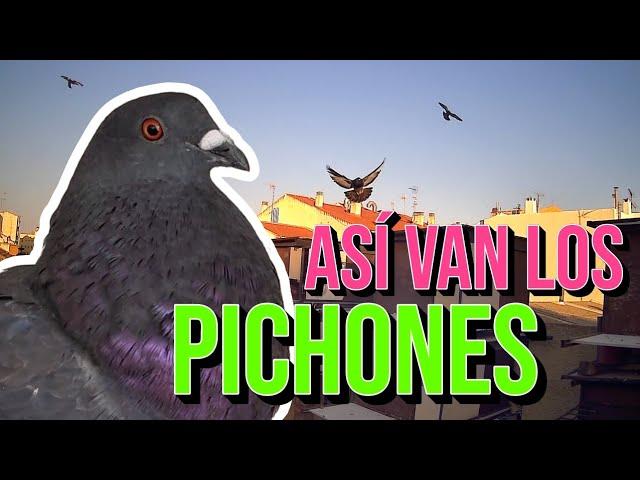 Así van los PICHONES ️️️ | Rapaces en ACCIÓN 