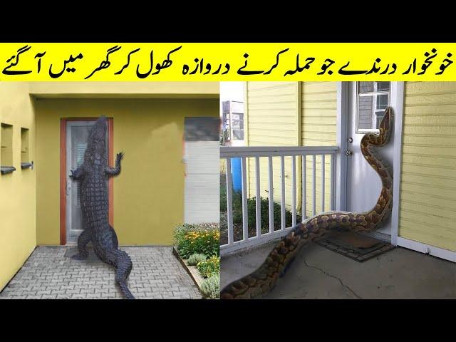 Wild Animals Invading People's Homes II Jab Khatarnak Janwar Darwaza Torr Kar Andar Ghus Gaye