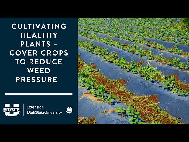 How to Cultivate Healthy Plants – Cover Crops to Reduce Weed Pressure