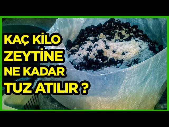 Çuvalda Sele Zeytini Nasıl Kurulur? Bir Kat Tuz Bir Kat Zeytin | Evde Susuz Zeytin Kurma