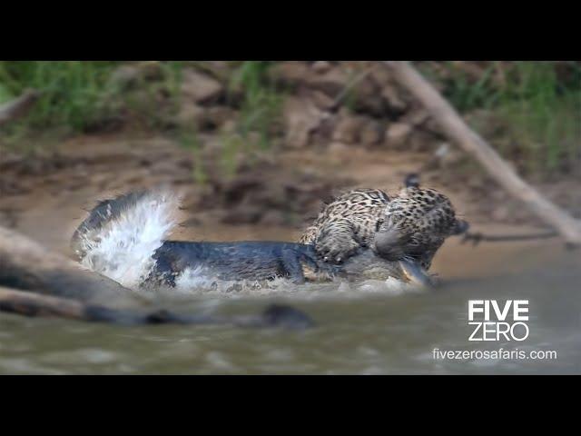 Jaguar Kills Massive Crocodile - The Sighting that Kept on Giving