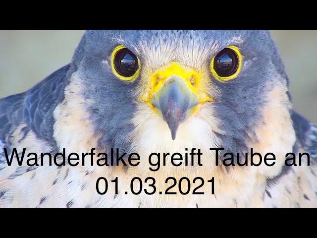 Wanderfalke greift Taube an 01.03.2021