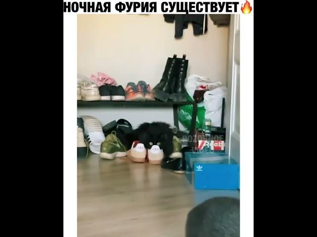 Ночная фурия