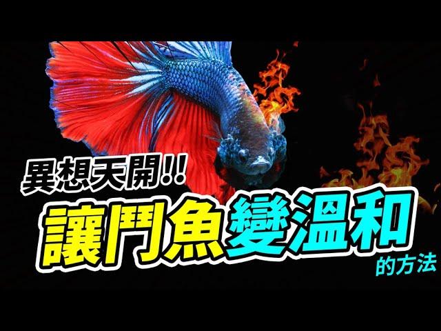 鬥魚為什麼每天都躲在水草裡？寵物行為大解析！ Why my Betta Fish is Not Active, Not Moving ?