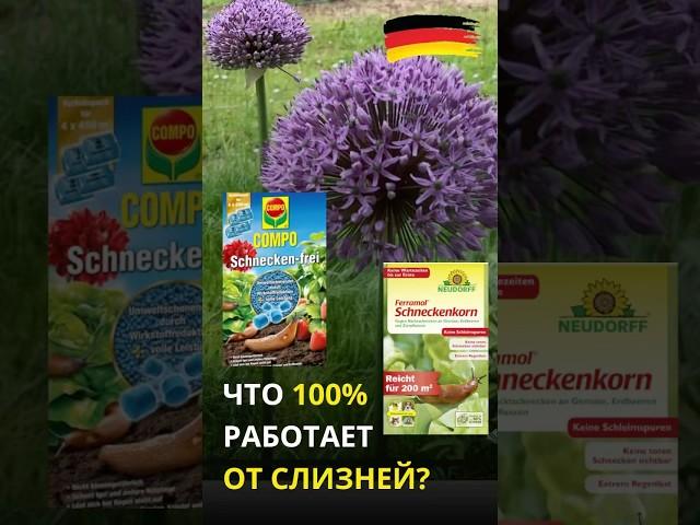 И снова здравствуйте! Слизни не заставили себя долго ждать